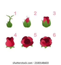 evolution of rose flower vector design on white background, separated layers for rose flowers vector