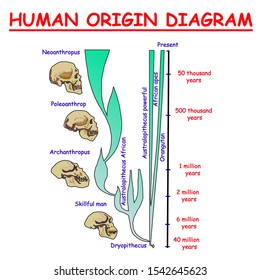 Evolution of the skull. Human origin diagram. Neoanthropus. Poleoanthrop. Orangutan. African apes Australopithecus powerful. Archanthropus. Skillful man. Dryopithecus. vector