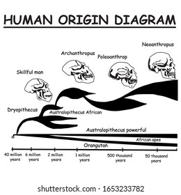 Evolution of the skull. Human origin diagram. Neoanthropus. Poleoanthrop. Orangutan. African apes Australopithecus powerful. Archanthropus. Skillful man. Dryopithecus.