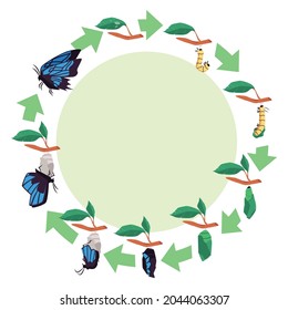 Ciclo de vida evolutivo de diagrama de mariposa, ilustración vectorial de dibujos planos aislados en fondo blanco. insecto de mariposa en diversas etapas de evolución.