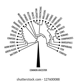 The Evolutionary Tree Of Life Showing Diversification And Branching.