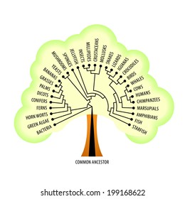 The evolutionary tree of life showing diversification and branching. On a graduated colour background. 