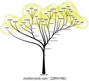 The evolutionary tree of life showing diversification, branching and key characteristics of each branch. 