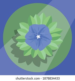A Evolvulus flower for summer