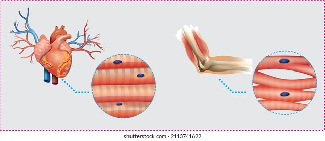 Examination Of Heart And Muscle Cells Using A Round Zoom