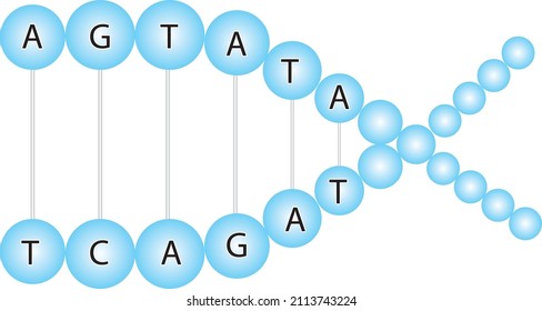examination of nucleotides in the DNA chain formed by round blue spheres