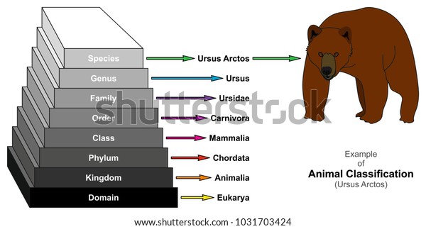 Animal Phylum Classification Chart