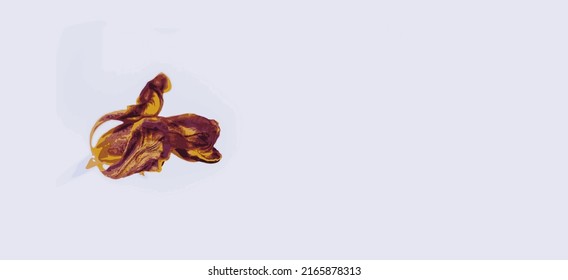 An example of a cover with a graceful tulip bud with withering petals (ripened fruit). Vector.