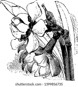 An example of double nose bulbs. Double nose bulbs have more than one bulb stem attached at the base and produce two or more flower stems, vintage line drawing or engraving illustration.