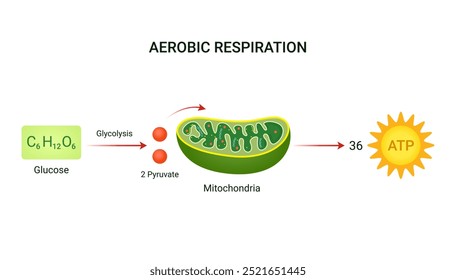 Example Equation of Aerobic Respiration