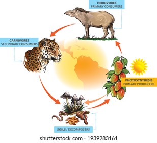 Example of food chain in South America: mango fruits - tapir - jaguar.