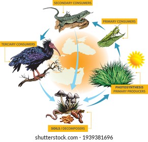 Example Food Chain Turkey Asia Minor Stock Vector (Royalty Free ...