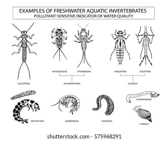 Examples Of Aquatic Invertebrates, Water Quality Indicators