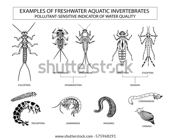 水生無脊椎動物 水質インジケータの例 のベクター画像素材 ロイヤリティフリー
