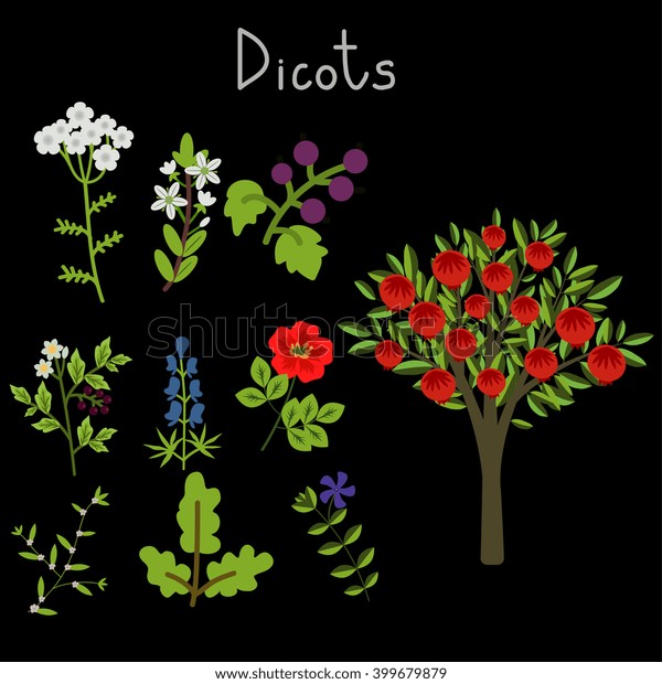 Examples Dicots Plants Collection Stock Vector (Royalty Free ...