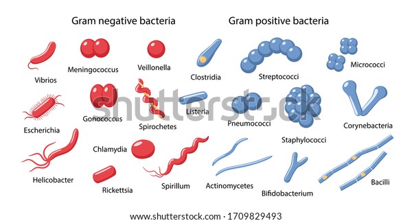 spirochetes gram stain