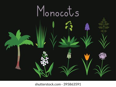 Monocot Plant Images, Stock Photos & Vectors | Shutterstock