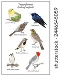 Examples of Perching Songbirds, or Passeriformes, Painted in Color