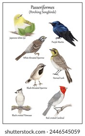 Examples of Perching Songbirds, or Passeriformes, Painted in Color