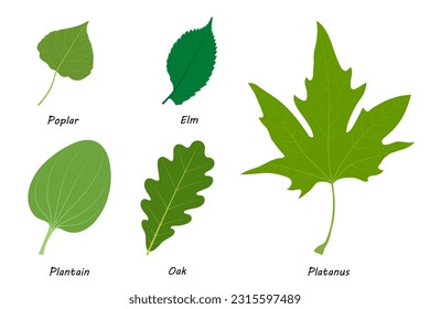 Beispiele für einfache Blätter.  Poplar (Populus), Elm (Ulmus laevis), Plantain (Plantago major), Eiche (Quercus robur), Platanus orientalis.