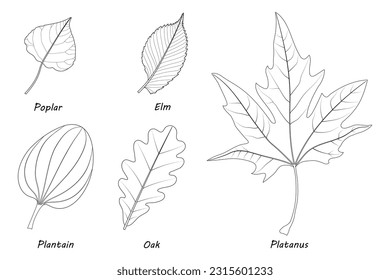 Beispiele für einfache Blätter.  Poplar (Populus), Elm (Ulmus laevis), Plantain (Plantago major), Eiche (Quercus robur), Platanus orientalis. Schwarz-Weiß-Illustration.