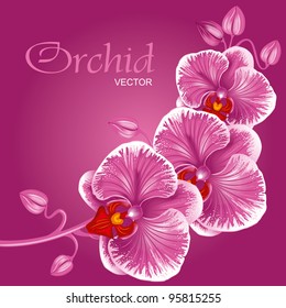 Excellent background with realistic vector illustration of orchid