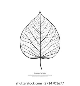 Ilustración de hoja de esqueleto botánico excepcionalmente detallada con una compleja red de venas en forma de Web, que destaca la complejidad orgánica.