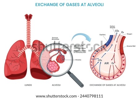 Exchange of gases at alveoli, Oxygen diffuses into the bloodstream while carbon dioxide moves out, facilitating respiration through Lungs.