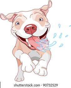 Excited Pit Bull Dog Running And Drooling