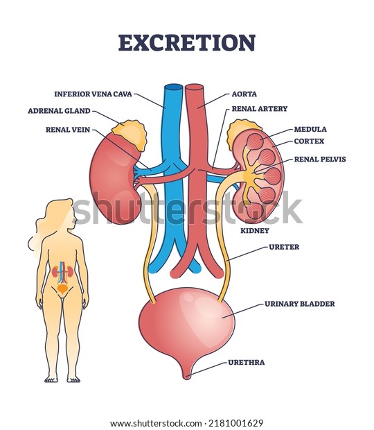 Excretion process anatomy and biological\
urinary explanation outline diagram. Labeled educational aorta and\
artery scheme with inner organs structure or kidney function\
description vector\
illustration