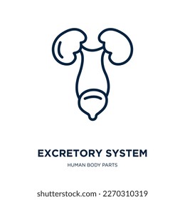 excretory system icon from human body parts collection. Thin linear excretory system, kidney, organ outline icon isolated on white background. Line vector excretory system sign, symbol for web and 