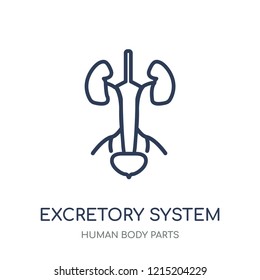 Excretory system icon. Excretory system linear symbol design from Human Body Parts collection.