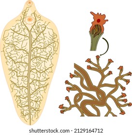 Excretory system (protonephridia and flame cell) of Sheep liver fluke (Fasciola hepatica) isolated on white background