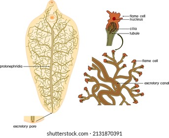 Excretory system (protonephridia and flame cell) of Sheep liver fluke (Fasciola hepatica) isolated on white background