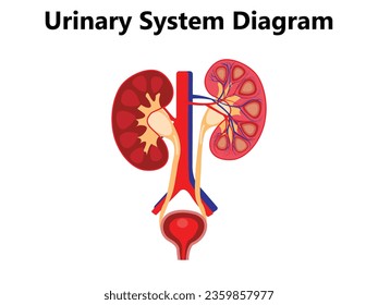 Ilustración vectorial del sistema excretivo. Esquema de localización de órganos humanos educacionales. Diagrama con vejiga aislada, uréter, riñón, aorta y glándula suprarrenal.