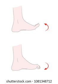 Exercise for flexibility of the joints of the toes. A bare foot of a woman bends and unbends her fingers. Vector. Isolated on white background.