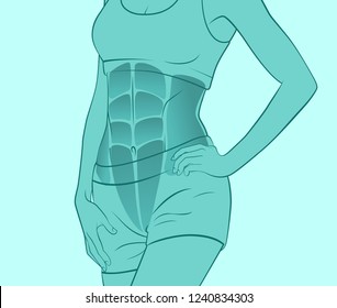 Exercises for abdominal muscles. Abdominal muscles. Silhouette of a woman. Sport, training, fitness, bodybuilding.  version