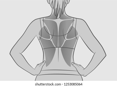 Exercises for the back muscles. The muscles of the back. Silhouette of a woman. Sport, workout, fitness, bodybuilding. Gray version.