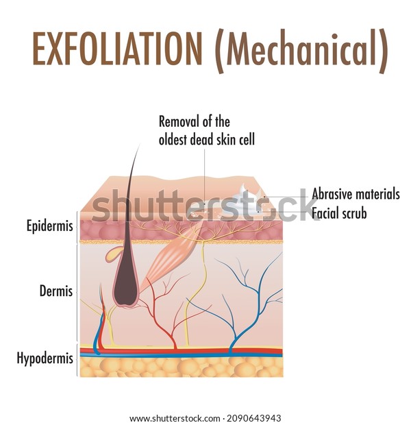 Exfoliation. Peeling or Physically scrubbing. \
Exfoliation is removal of the old dead cells on the skin\'s outer\
surface. Cross-section skin\
layers