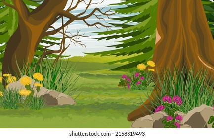 Exit from the forest. Glade with trees and blooming flowers. Dandelions and clover in the summer meadow. Realistic vector landscape