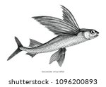 Exocoetidae or Flying fish hand drawing vintage engraving illustration