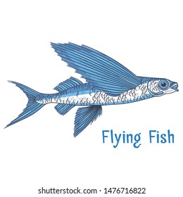 Exocoetidae or Flying fish hand drawing vintage engraving vector illustration. Fresh seafood restaurant logo. Marine fishing isolated symbol.