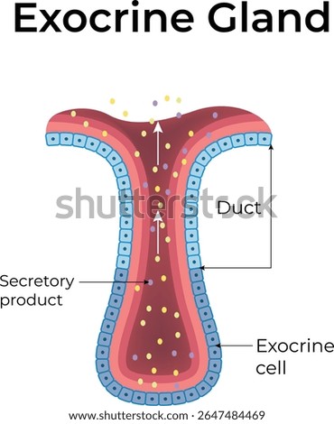 Exocrine Gland Anatomy and Function Design Vector Illustration