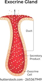 	
Exokrine Gland Science Design Vektorgrafik