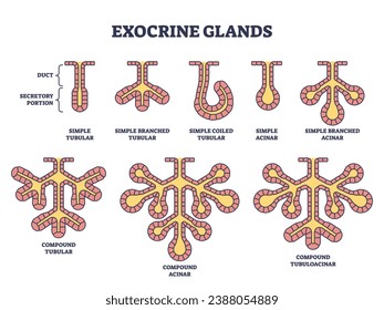 Estructura de glándulas exocrinas para el diagrama de esquema de sustancias secretas anatómicas. Esquema educativo etiquetado con el conducto y la parte secretaria de piezas microbiológicas ilustración vectorial.Tubular y acinar.