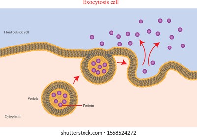 Exocytosis Hd Stock Images Shutterstock