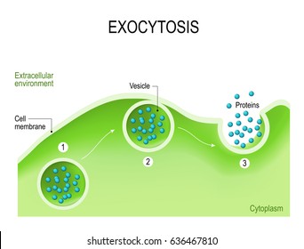 Exocytosis Cell Transports Molecules Out Cell Stock Vector Royalty Free 636467810