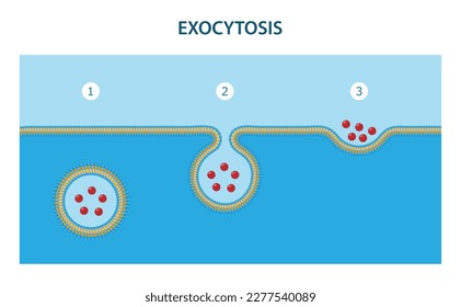 Exozytose ist der Prozess, bei dem Substanzen aus der Zelle entfernt werden.