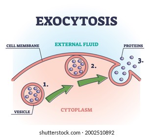 Exocytosis Images Stock Photos Vectors Shutterstock