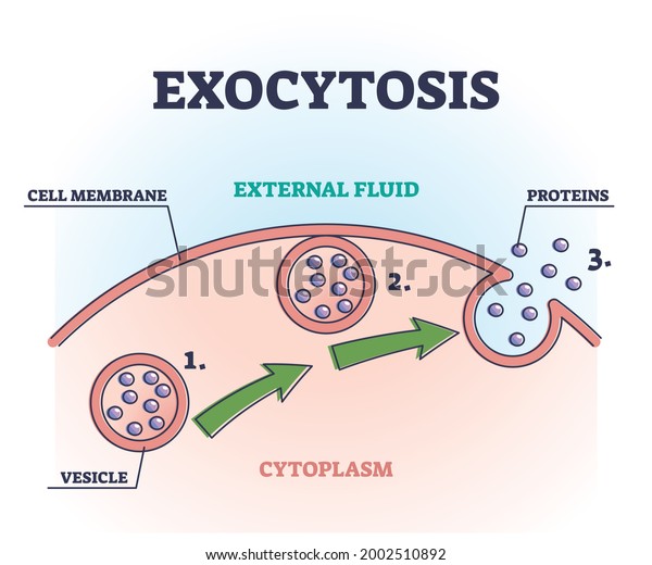 Exocytosis Process Explanation Proteins Release Mechanism Stock Vector Royalty Free